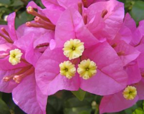 Bougainvillea Flowers paint by numbers