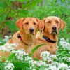 Brown Labrador Retrievers paint by numbers