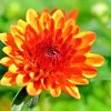 Chrysanthemum Orange Flower paint by numbers