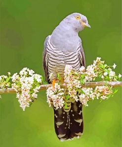 common cuckoo bird paint by numbers