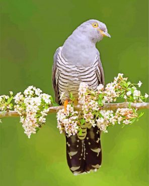 common cuckoo bird paint by numbers