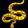 golden Royal Python paint by numbers