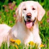 happy Labrador Retriever paint by numbers