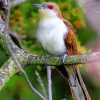 Male Black Billed Cuckoo paint by numbers