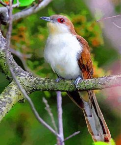 Male Black Billed Cuckoo paint by numbers