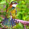 male cuckoo bird paint by number