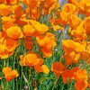 orange california poppy paint by number