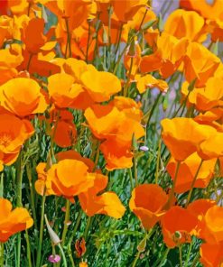 orange california poppy paint by number