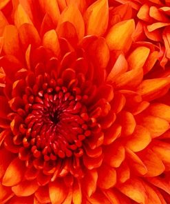 Orange Chrysanthemum paint by numbers