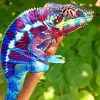 Panther Chameleon paint by number