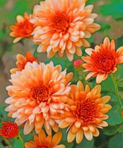 Peach Chrysanthemum paint by numbers