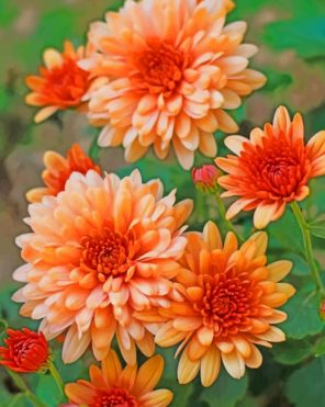 Peach Chrysanthemum paint by numbers