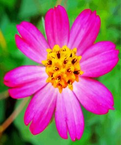 Pink Cosmos Caudatus paint by number