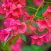 Pink Bougainvillea paint by numbers