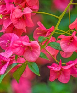 Pink Bougainvillea paint by numbers