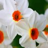 White Narcissus paint by numbers