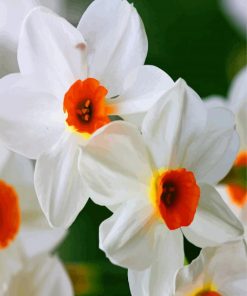 White Narcissus paint by numbers