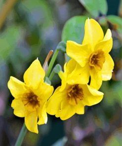 Yellow Narcissus paint by numbers