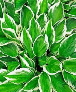 Hosta Leaves Plant paint by numbers