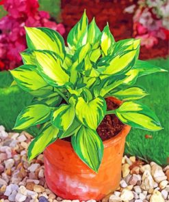 Hosta Plant paint by numbers