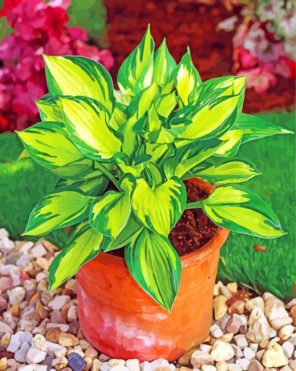 Hosta Plant paint by numbers