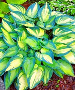 Aesthetic Hosta Plant paint by numbers