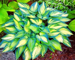 Aesthetic Hosta Plant paint by numbers