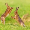 Brown Hares Fighting paint by nummbers