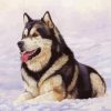 Alaskan Malamute In Snow Paint By Numbers