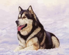 Alaskan Malamute In Snow Paint By Numbers
