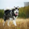 husky in field paint by numbers