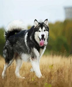 husky in field paint by numbers