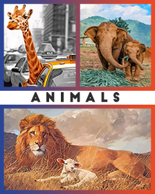 Animals