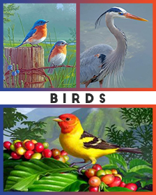 Birds