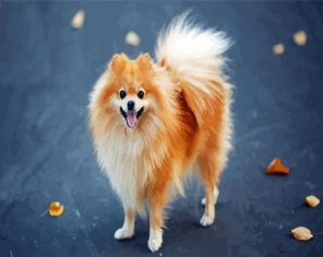 Blonde Pomeranian Dog Paint By Numbers