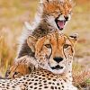 Cheetah With Her son Paint By Numbers