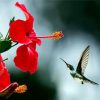 Hummingbird And Red Flower - Paint By Numbers