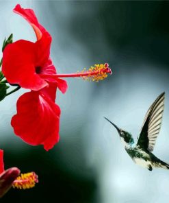 Hummingbird And Red Flower - Paint By Numbers