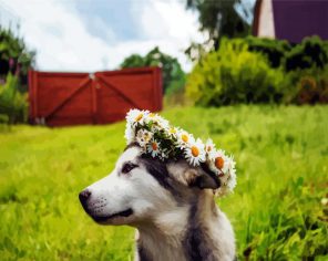 Husky With Flowers paint by numbers