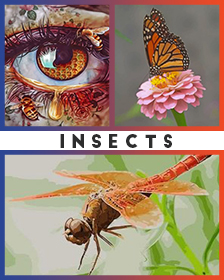 Insects