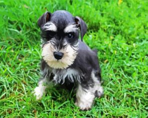 Schnauzer Paint By Numbers