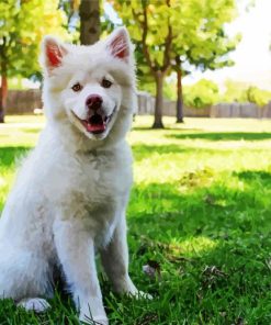 white Husky Paint By Numbers