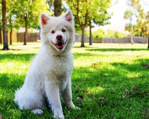 white Husky Paint By Numbers