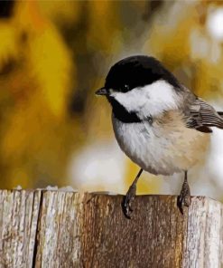 Black And White Bird Paint By Numbers