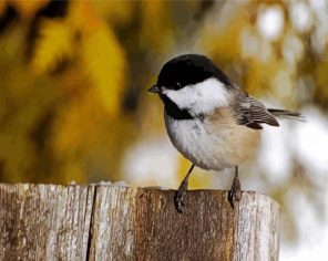 Black And White Bird Paint By Numbers