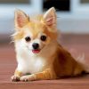 Cute Chihuahua Paint By Numbers