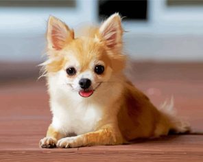 Cute Chihuahua Paint By Numbers