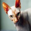 Green eyed sphynx cat paint by numbers