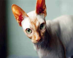 Green eyed sphynx cat paint by numbers