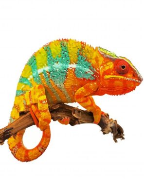 Colored Chameleon Paint By Numbers